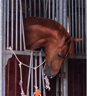 QHP Horse Toy Box Hanger ''horse/unicorn/carrot